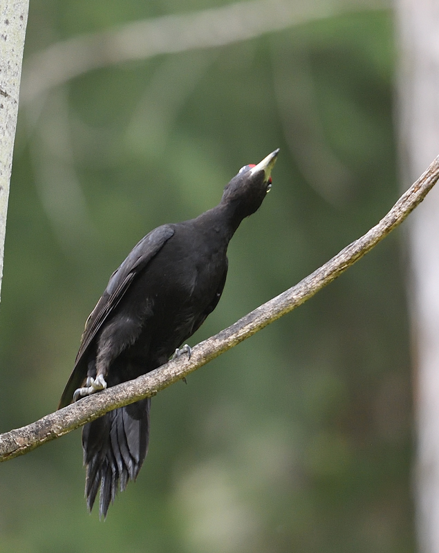 DS5_9073.jpg