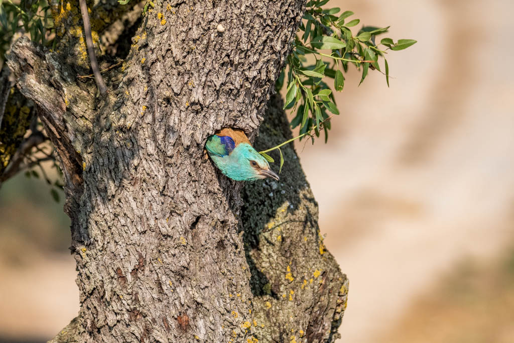 2018-D500-Montgai-156.jpg