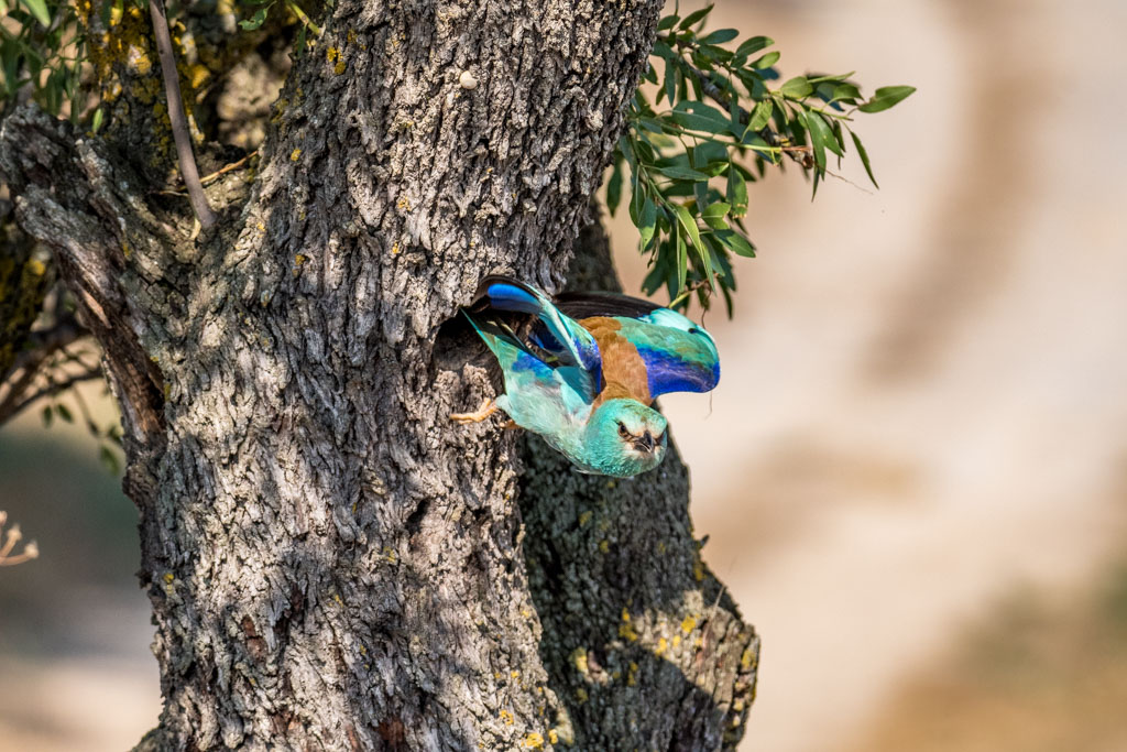 2018-D500-Montgai-189.jpg