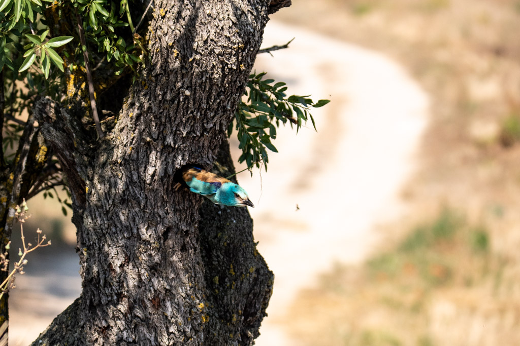 2018-D500-Montgai-213.jpg
