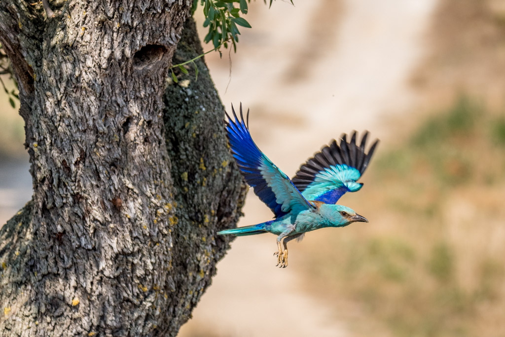 2018-D500-Montgai-221.jpg