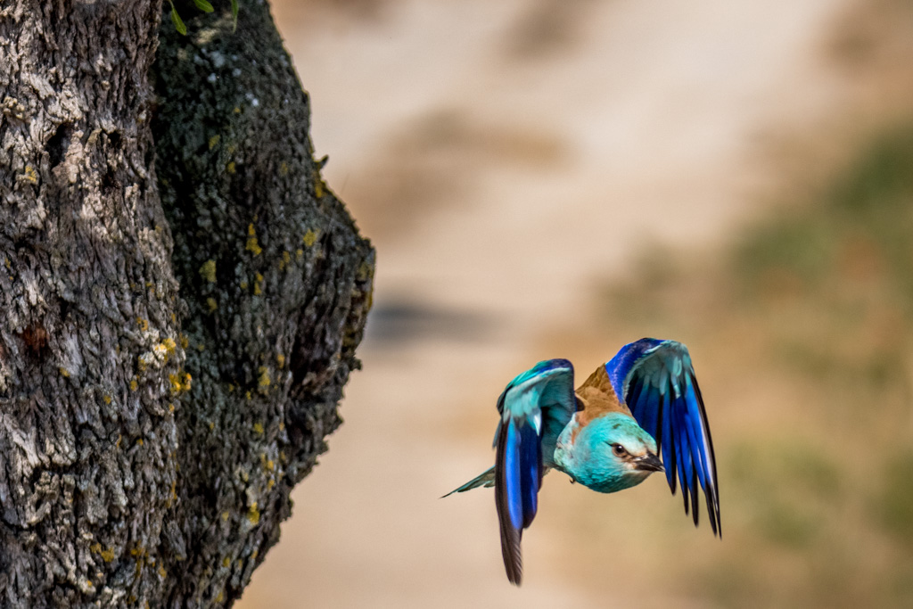 2018-D500-Montgai-228.jpg