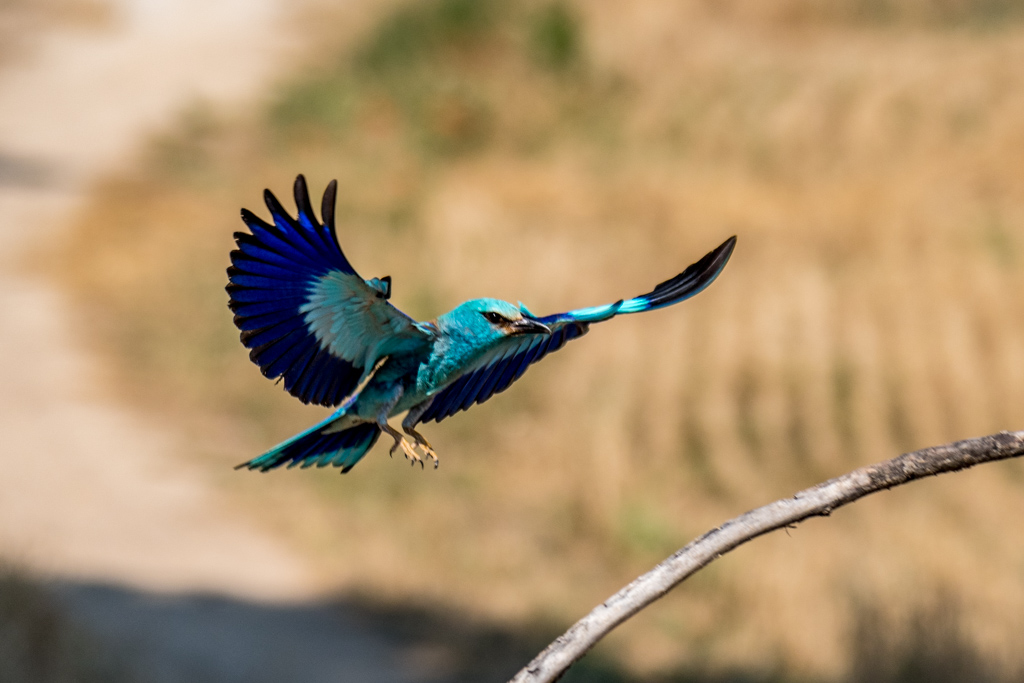 2018-D500-Montgai-231.jpg