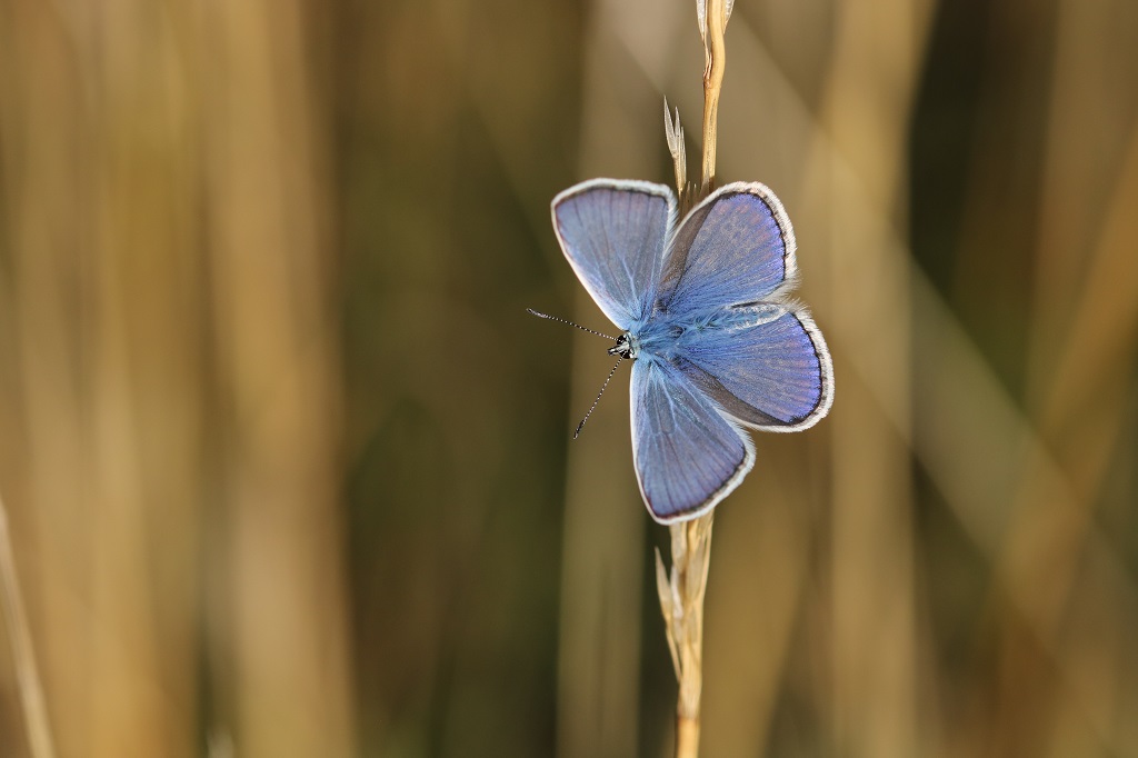 10 IMG_3650 Polyommatus icarus Argus bleu.JPG