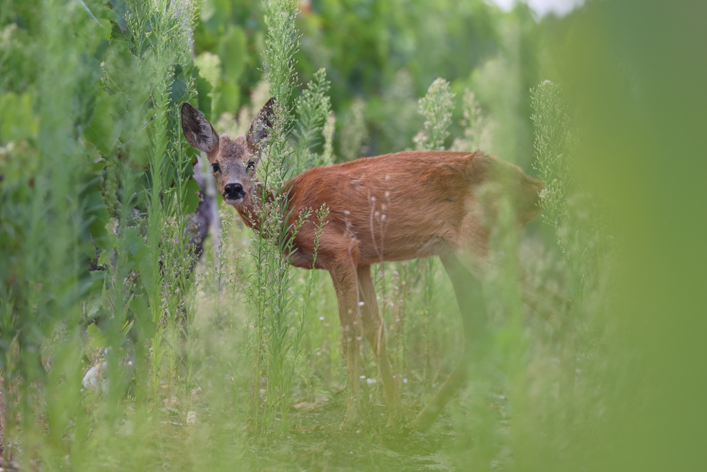 Chevreuil - Capreolus capreolus - Roe Deer 28 I&N.JPG