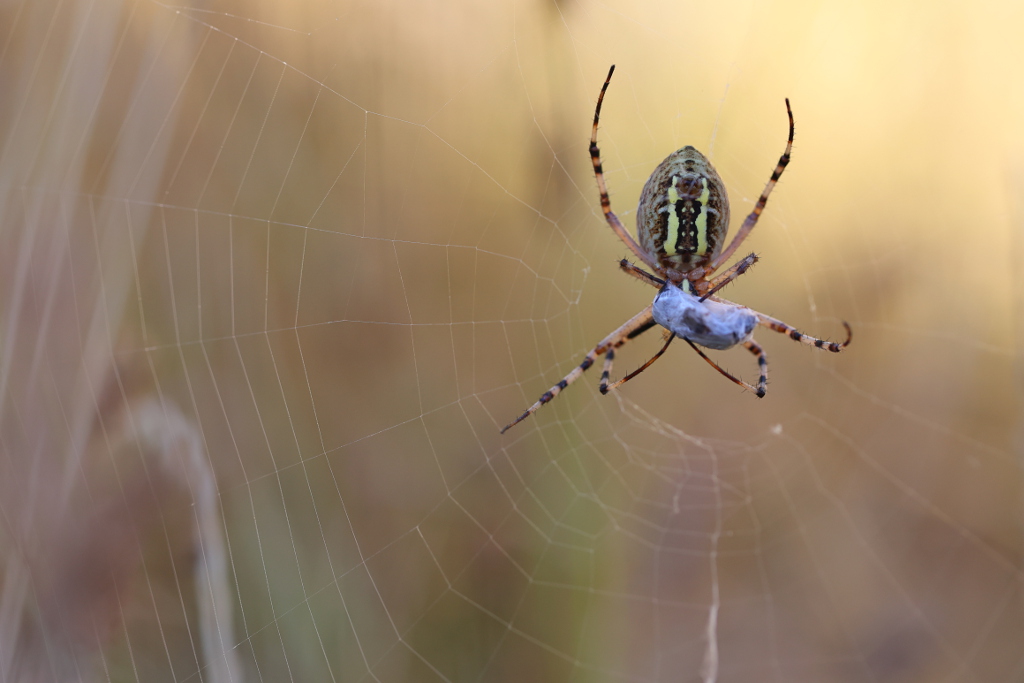 Argiope Fasciée 9 I&N.JPG