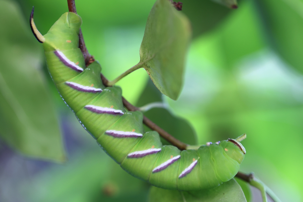 Sphinx du troène (chenille) - Sphinx ligustri I&N.JPG