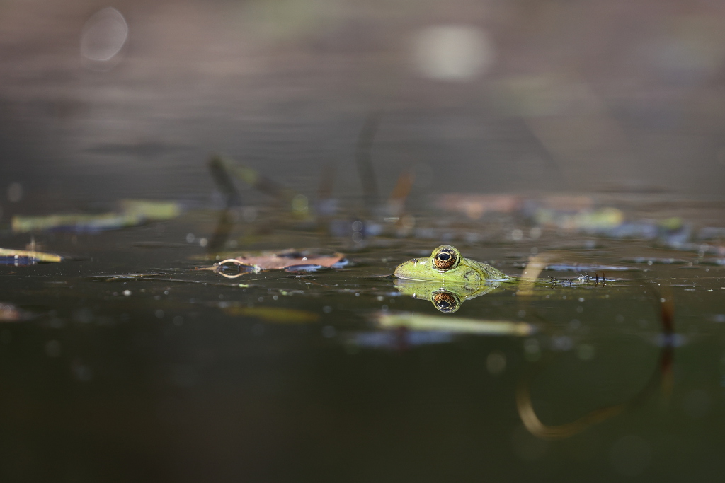 Grenouille verte 13 I&N.JPG