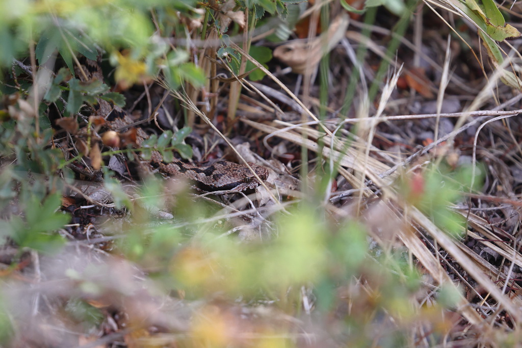 Vipère aspic - Vipera aspis aspis 26 I&N.JPG