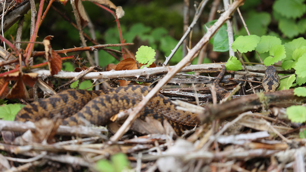 Vipère péliade - Vipera berus  V75 #1  230722 I&N.JPG