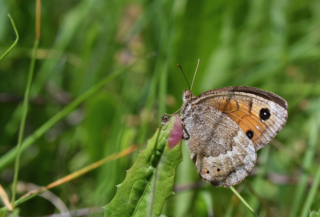 DSC_4770.jpg