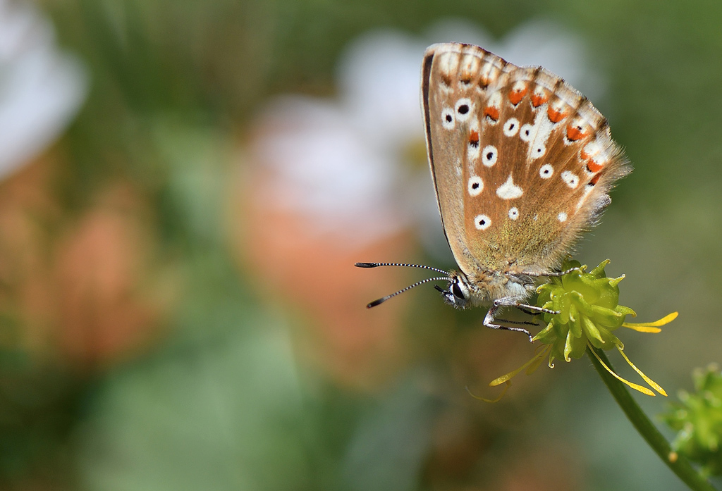 DSC_5098.jpg