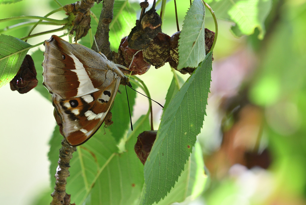 DSC_5245.jpg