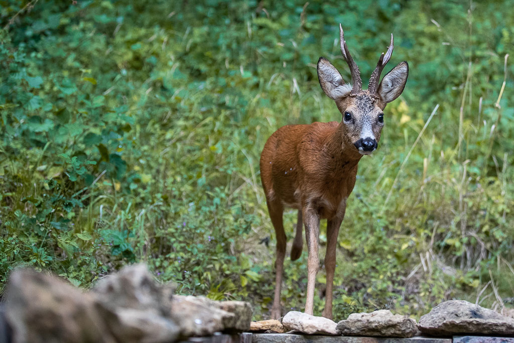 B Chevreuil d'Europe (Capreolus capreolus) Roe deer-707.jpg