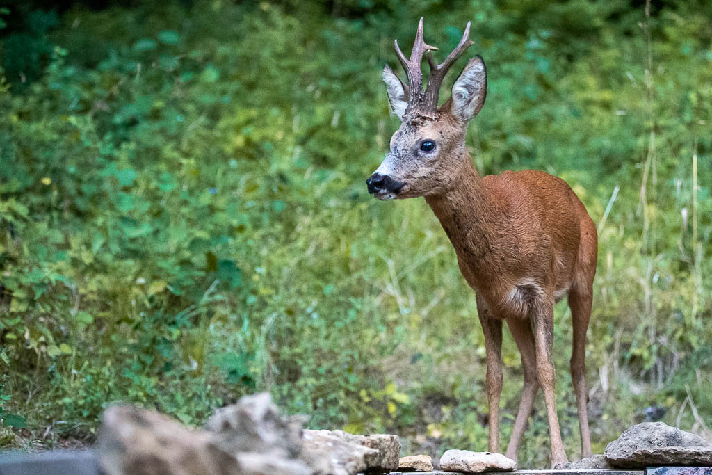 C Chevreuil d'Europe (Capreolus capreolus) Roe deer-720.jpg