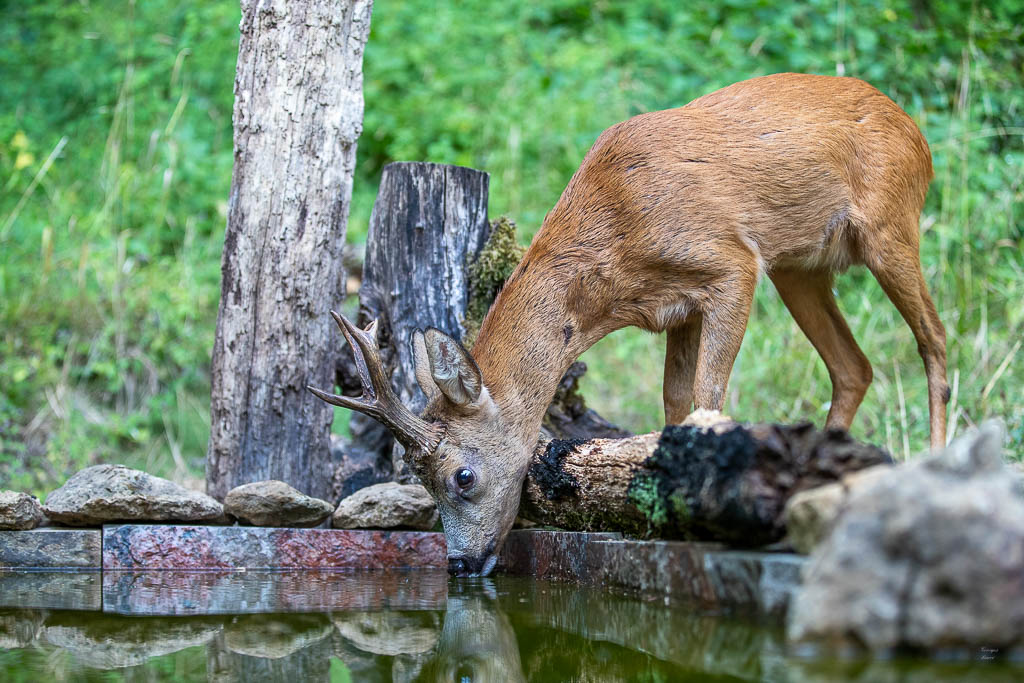 D Chevreuil d'Europe (Capreolus capreolus) Roe deer-700.jpg