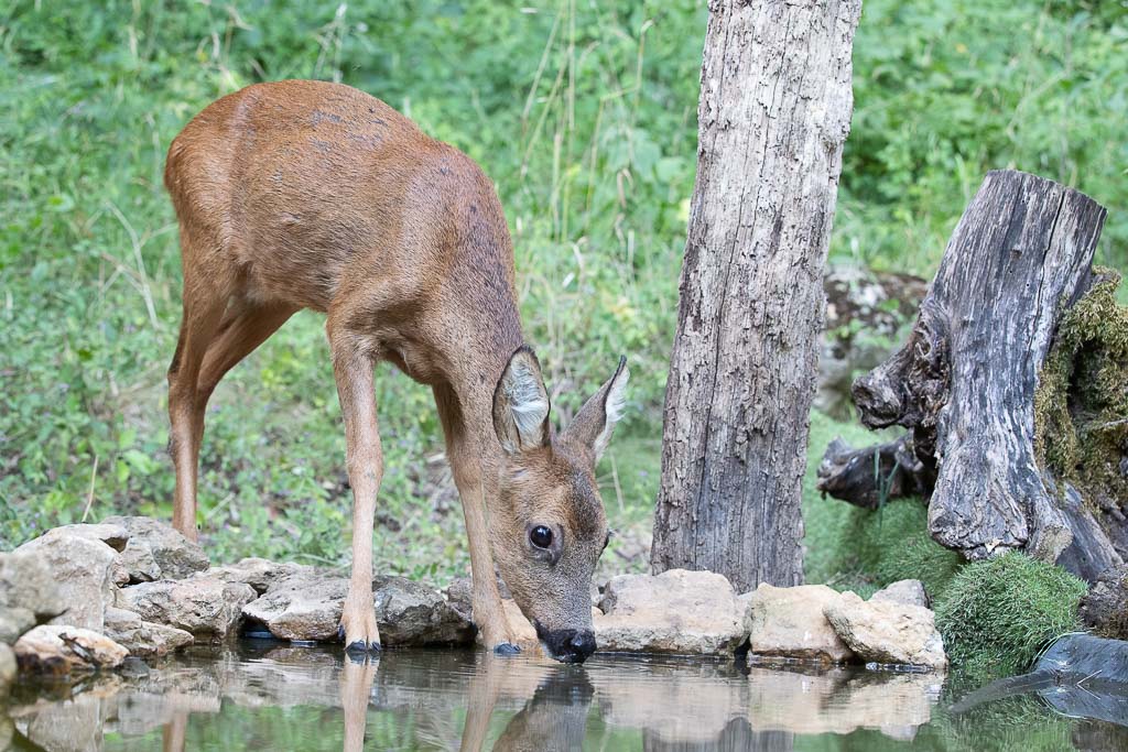 F Chevreuil d'Europe (Capreolus capreolus) Roe deer-651.CR2-675.jpg