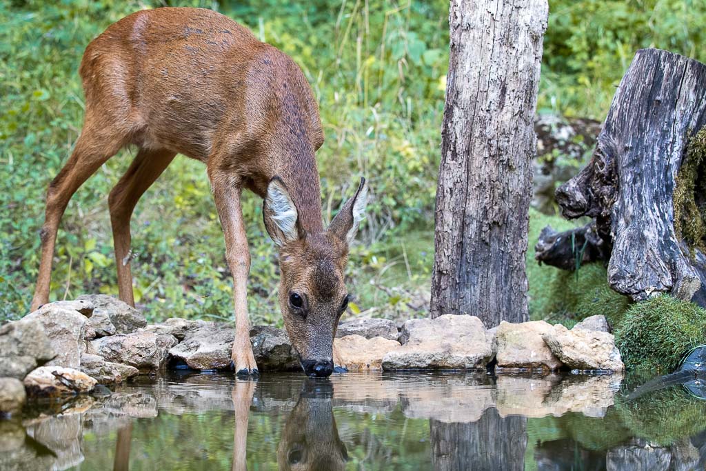 G Chevreuil d'Europe (Capreolus capreolus) Roe deer-668.jpg