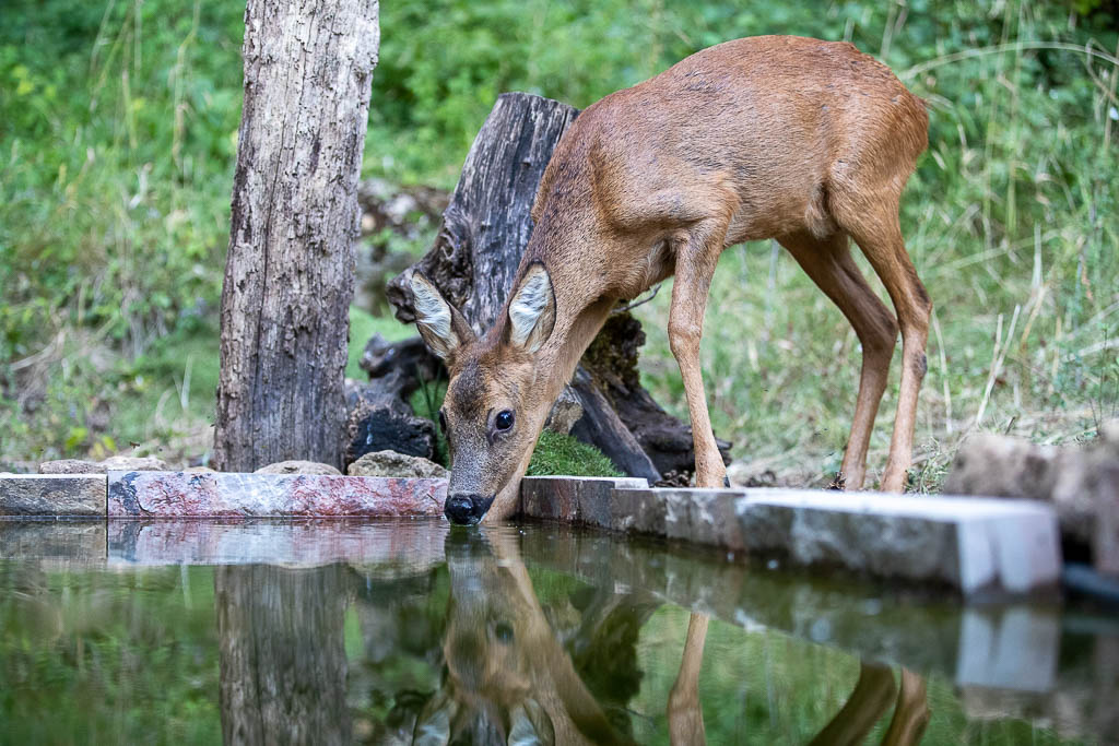 H Chevreuil d'Europe (Capreolus capreolus) Roe deer-689.jpg