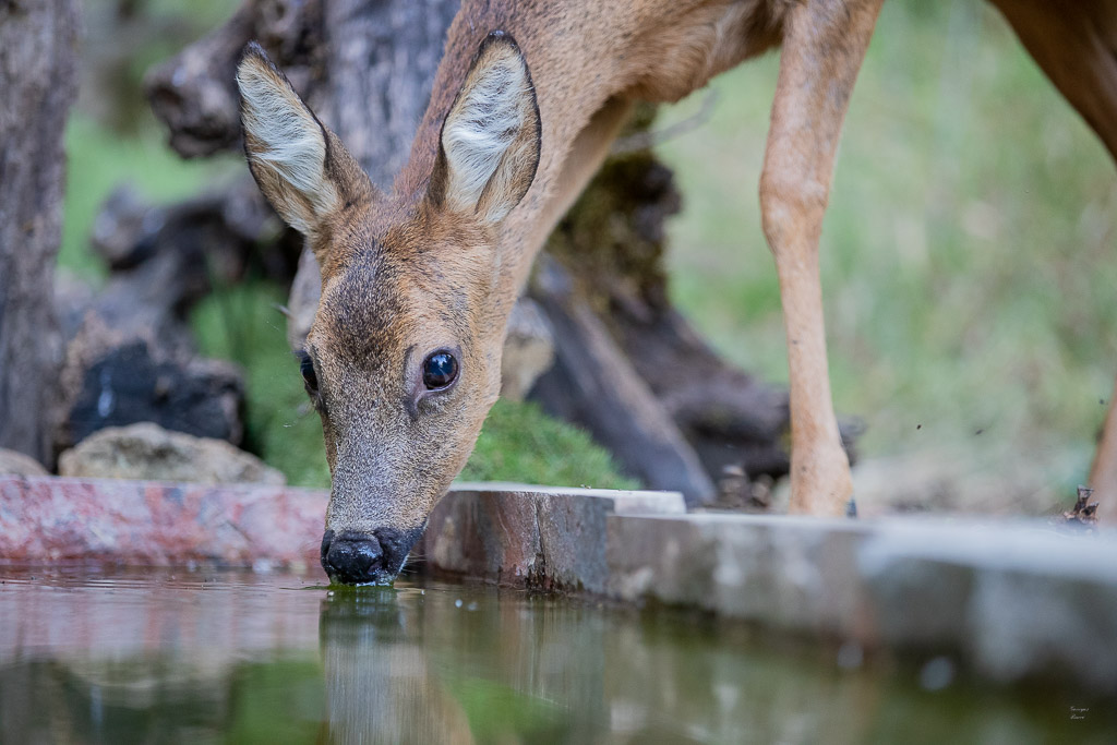 I Chevreuil d'Europe (Capreolus capreolus) Roe deer-685.jpg