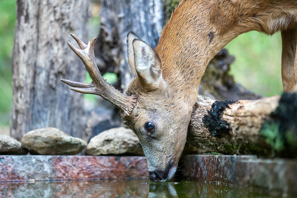 J Chevreuil d'Europe (Capreolus capreolus) Roe deer-701.jpg