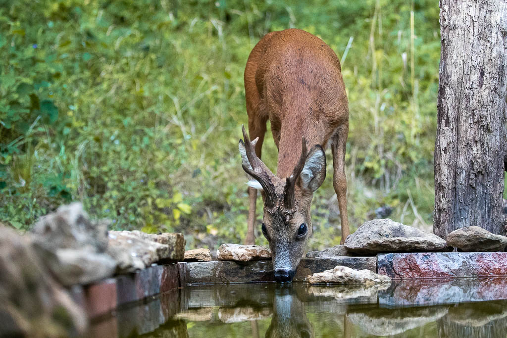 K Chevreuil d'Europe (Capreolus capreolus) Roe deer-709.jpg