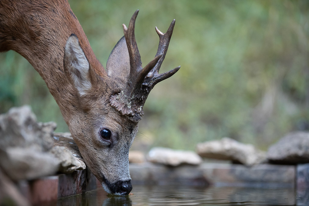 L Chevreuil d'Europe (Capreolus capreolus) Roe deer-724.jpg