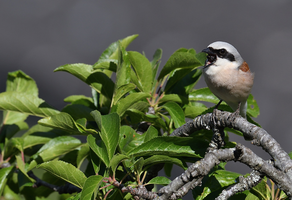 DSC_4426.jpg