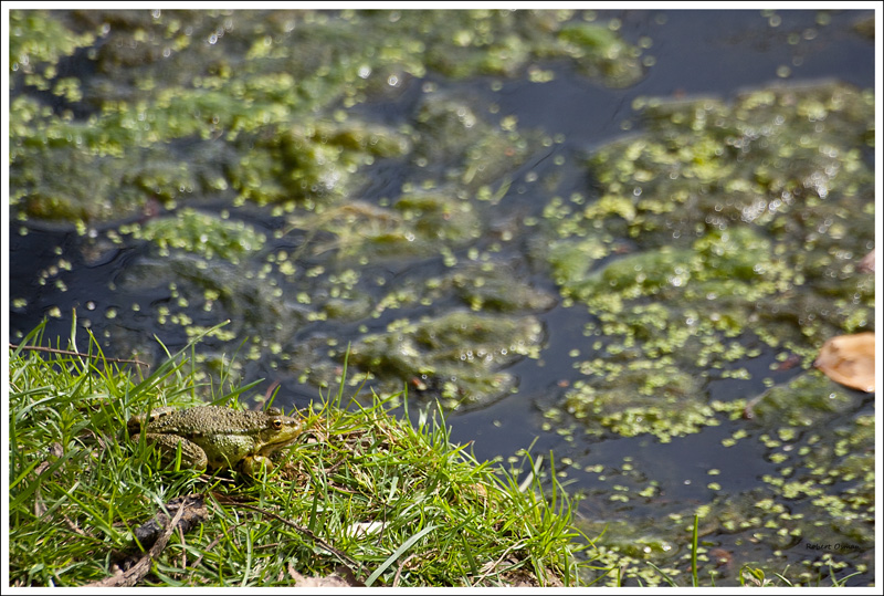 grenouille.jpg
