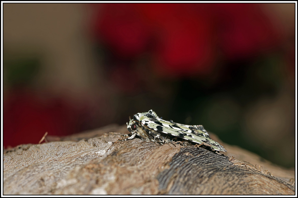 Avrilière(Moma_alpium)(11).jpg