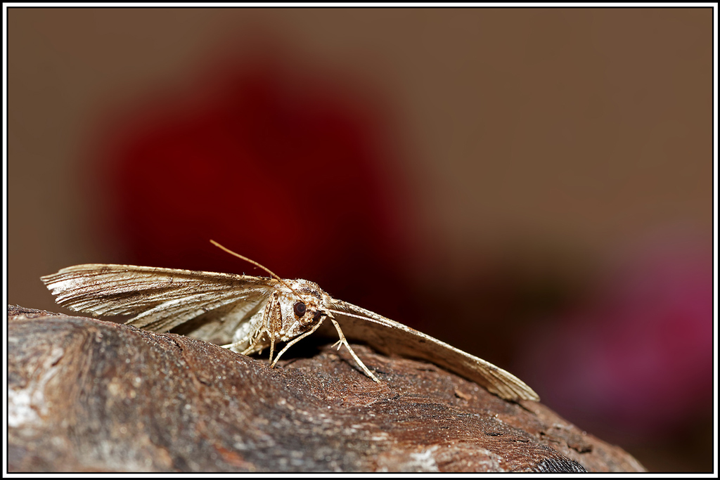 Boarmie_pétrifiée(Menophora_abruptaria)(3).jpg