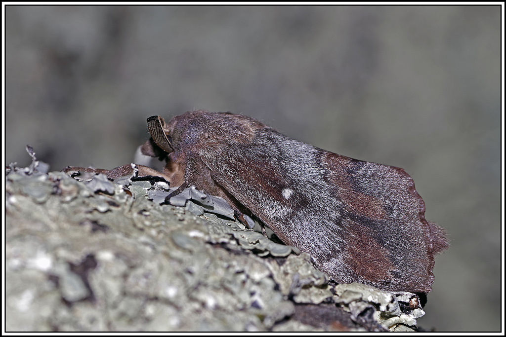 Bombyx_du_pin(Dendrolimus_pini)(3).jpg