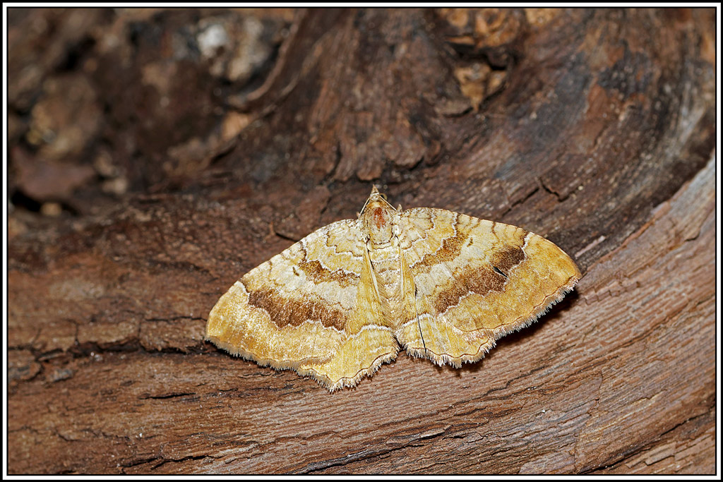Brocatelle_d'or(Camptogramma_bilineata)(4).jpg