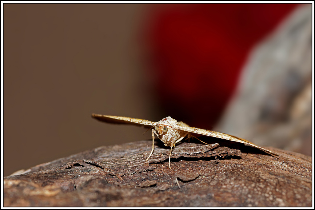Brocatelle_d'or(Camptogramma_bilineata)(7).jpg