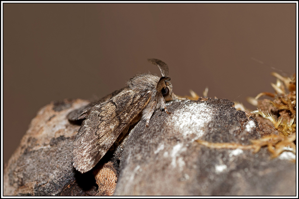 Crenelee(Gluphisia_crenata)(7).jpg
