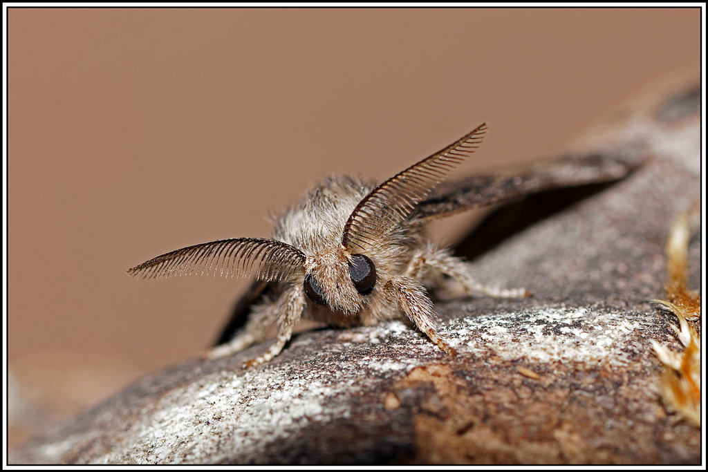 Crenelee(Gluphisia_crenata)(8).jpg
