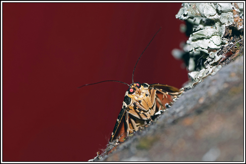 Ecaille_chinée(Euplagia_quadripunctaria)(17).jpg