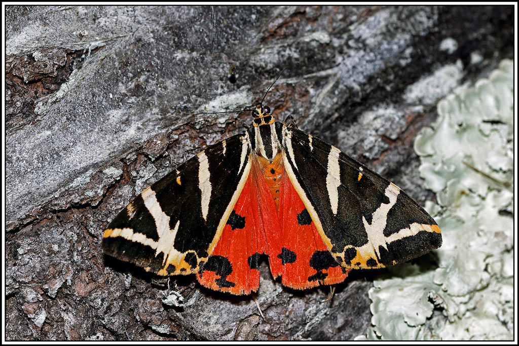 Ecaille_chinée(Euplagia_quadripunctaria)(19).jpg