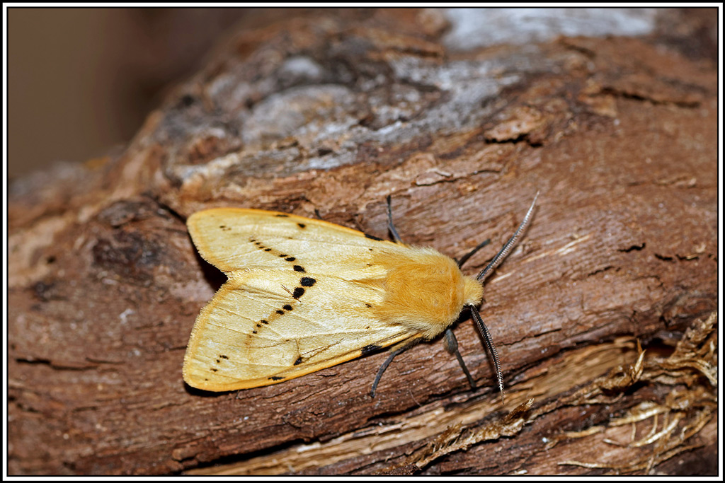 Ecaille_lievre(Spilarctia_lutea)(9).jpg