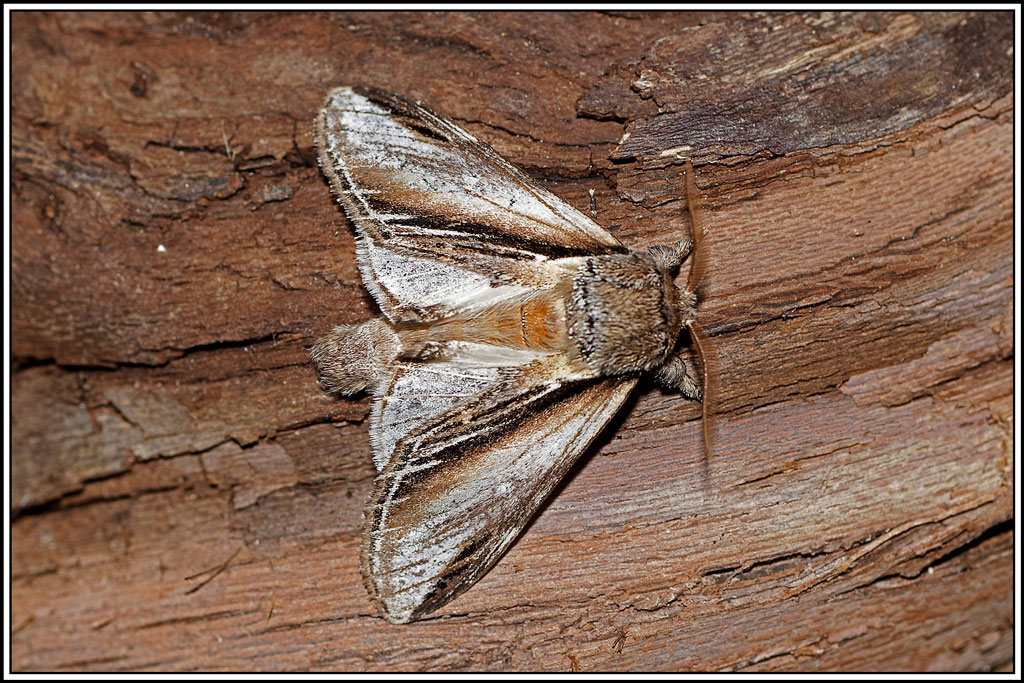 La_porcelaine(Pheosia_tremula)(1).jpg