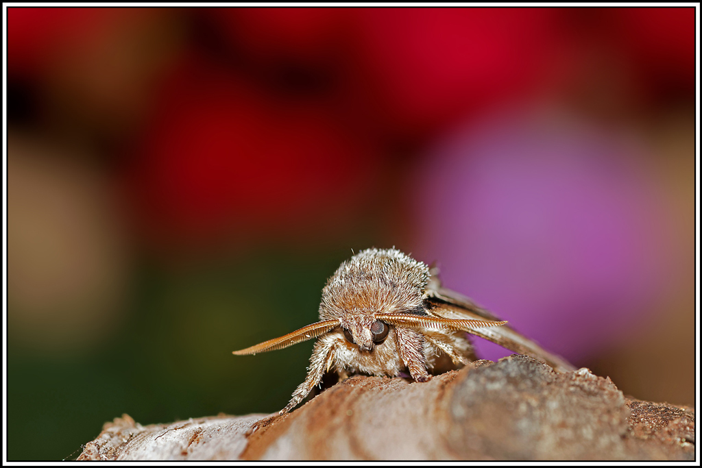 La_porcelaine(Pheosia_tremula)(3).jpg