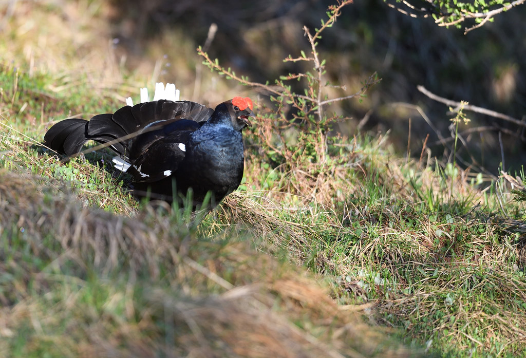 DS5_9743.jpg