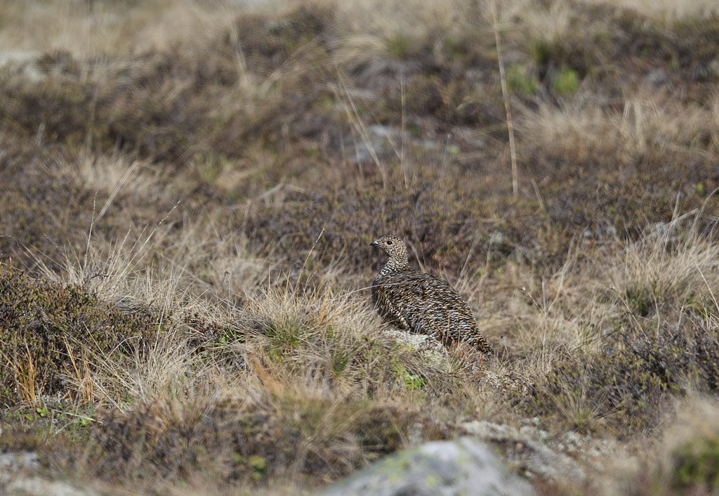 DS5_0257.jpg