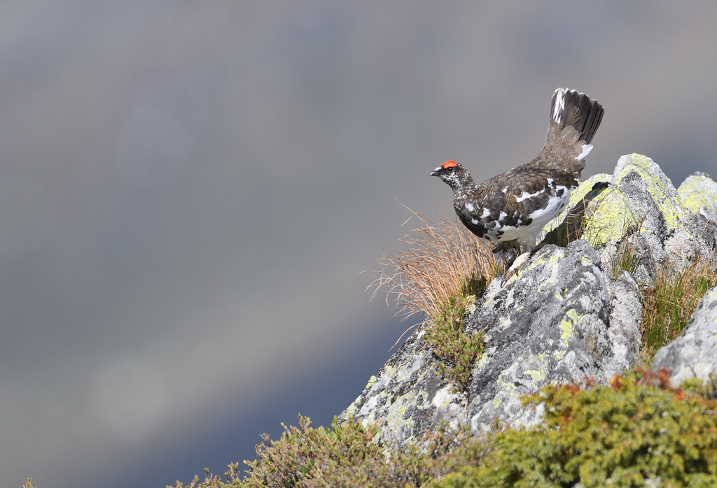 DS5_0277.jpg