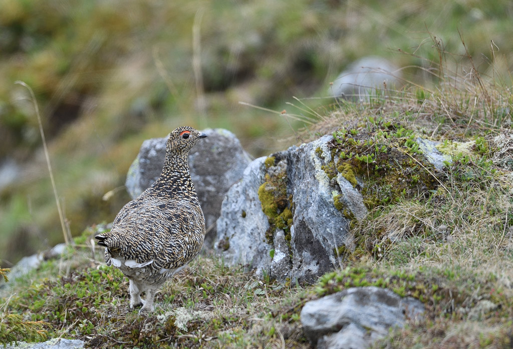 DS5_0451.jpg
