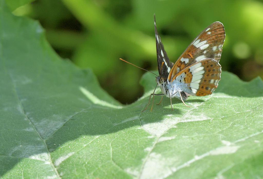 DS5_0838.jpg