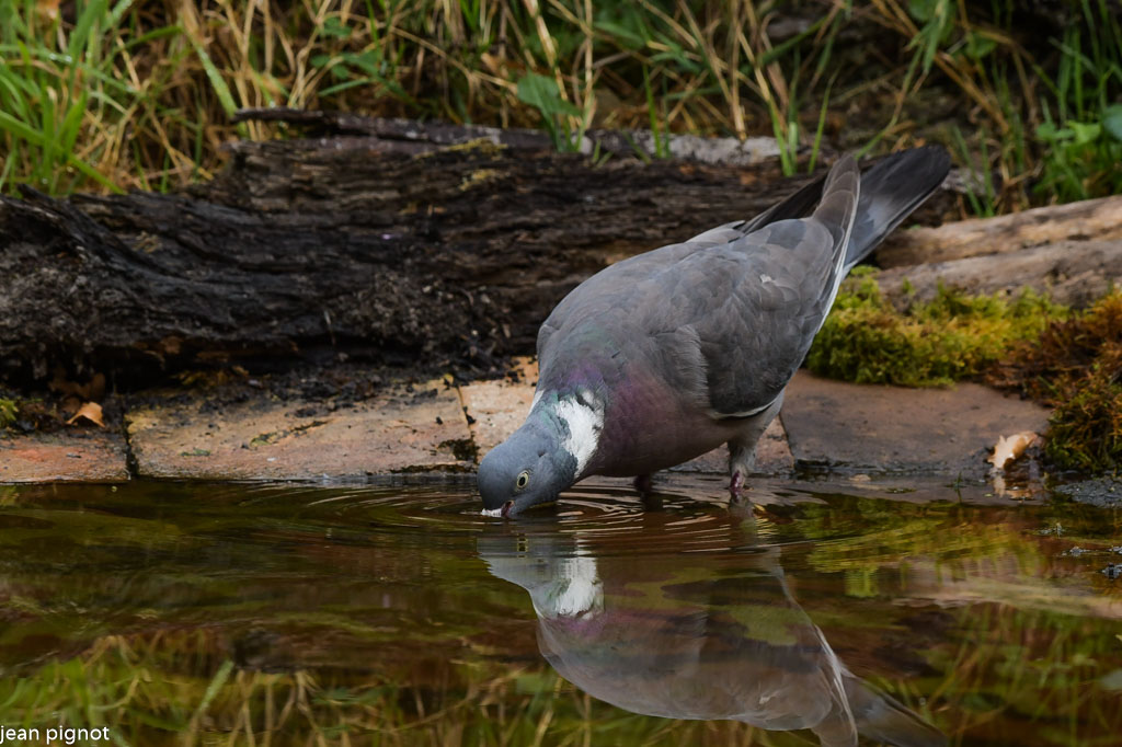 pigeon ramier drink  08 2022.JPG