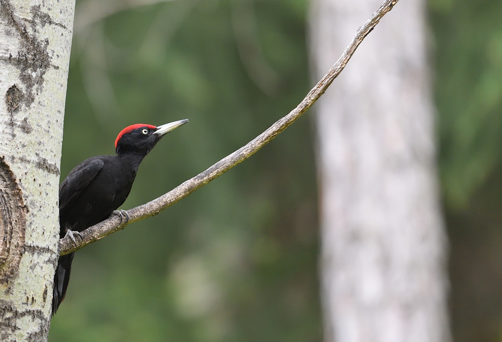 -DS5_9072.jpg
