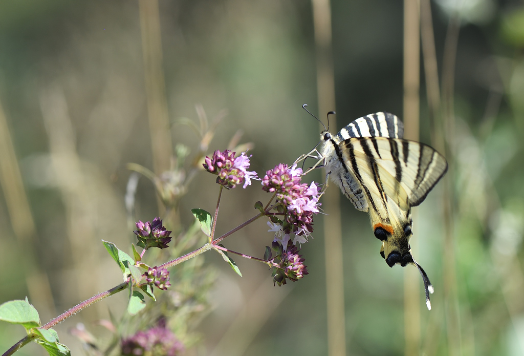 DS5_1307.jpg