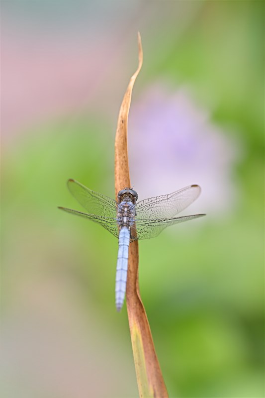 DSC_3600.JPG